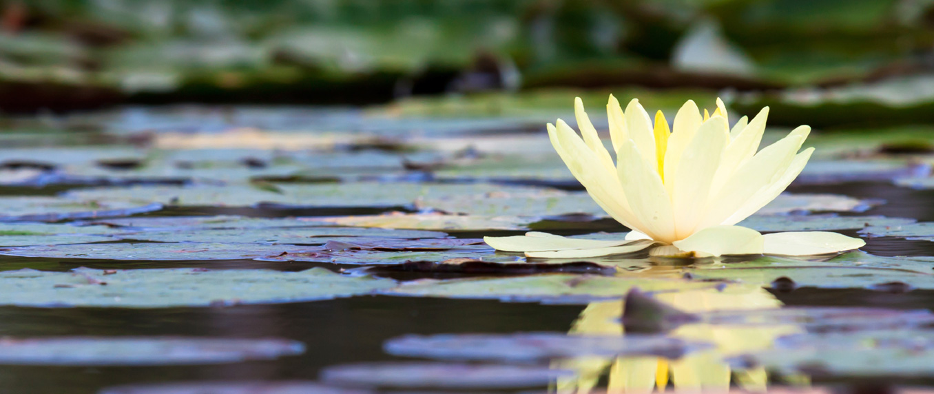 the-therapeutic-effect-of-meditation